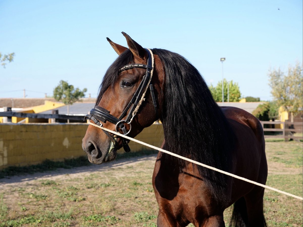 PRE Caballo castrado 6 años 164 cm Castaño rojizo in Salamanca