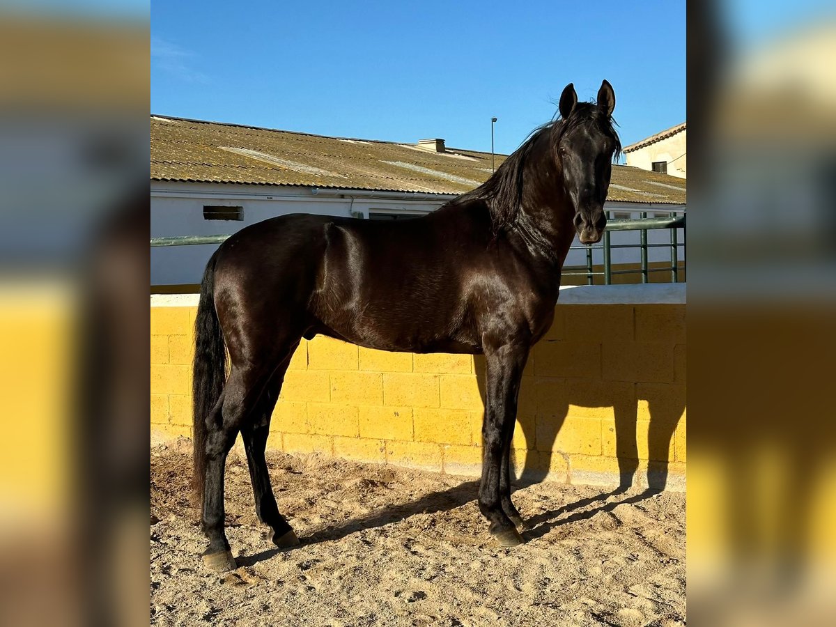 PRE Mestizo Caballo castrado 6 años 164 cm Negro in Hamburg