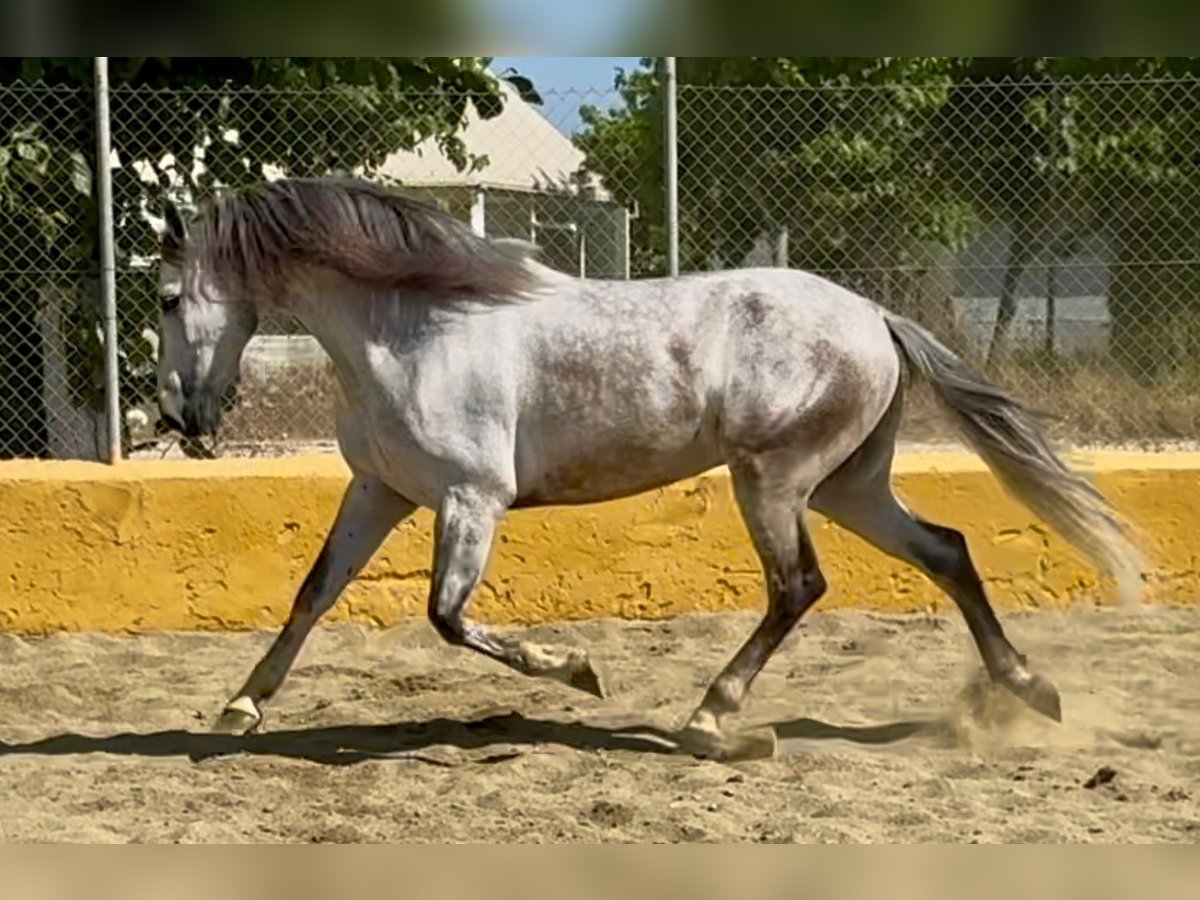 PRE Mestizo Caballo castrado 6 años 164 cm Tordo in Barcelona