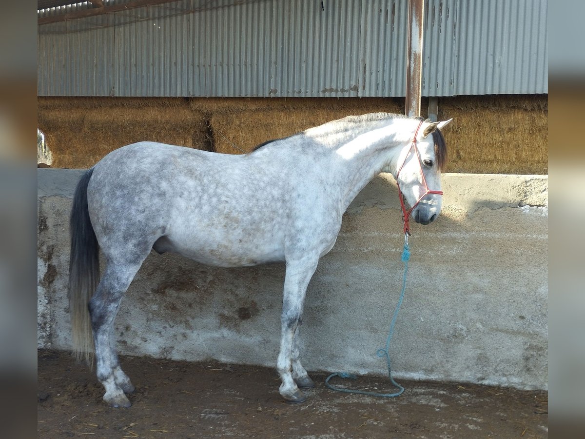 PRE Mestizo Caballo castrado 6 años 164 cm Tordo in Sutullena