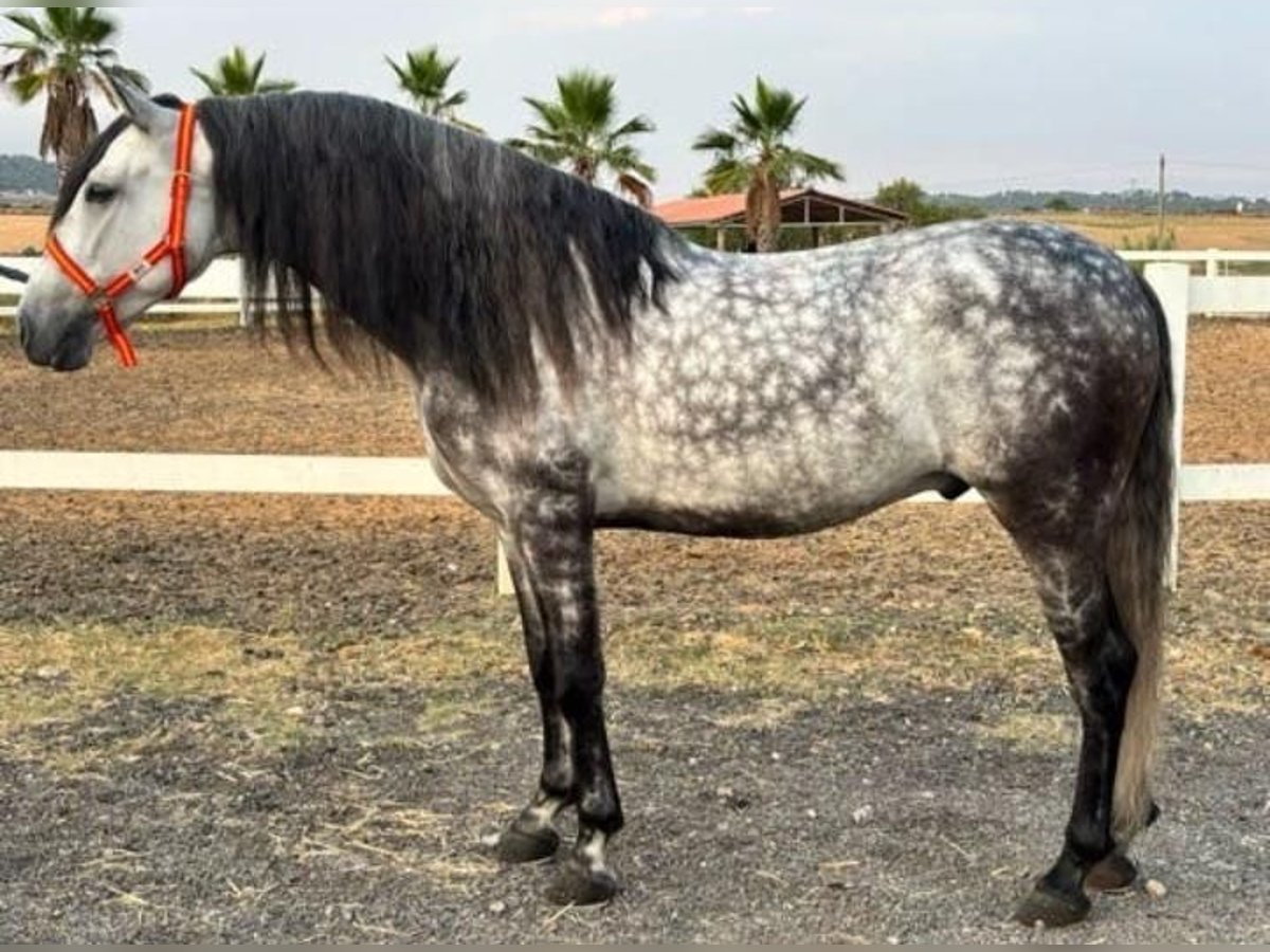 PRE, Caballo castrado in Candeleda