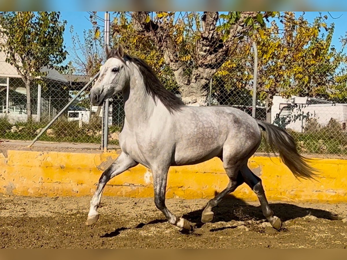 PRE Mestizo Caballo castrado 6 años 164 cm Tordo rodado in Martfeld