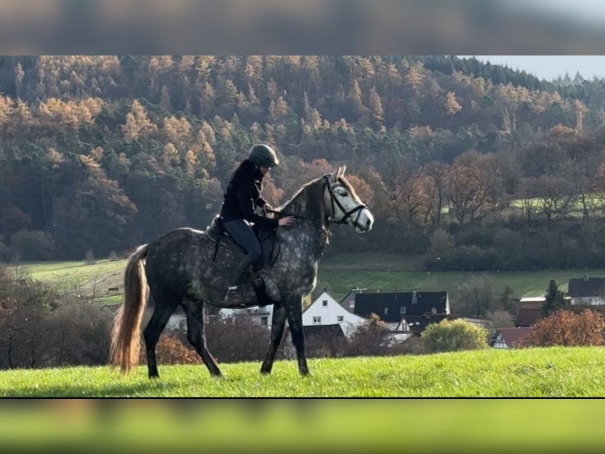 PRE Mestizo Caballo castrado 6 años 164 cm Tordo rodado in Waldeck