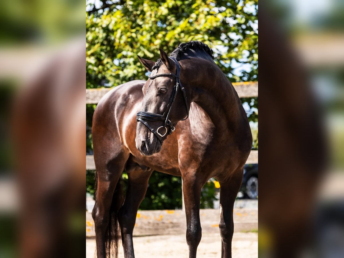 PRE Mestizo Caballo castrado 6 años 165 cm Bayo in Sm