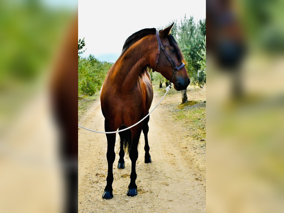 PRE Mestizo Caballo castrado 6 años 165 cm Castaño in Madrid