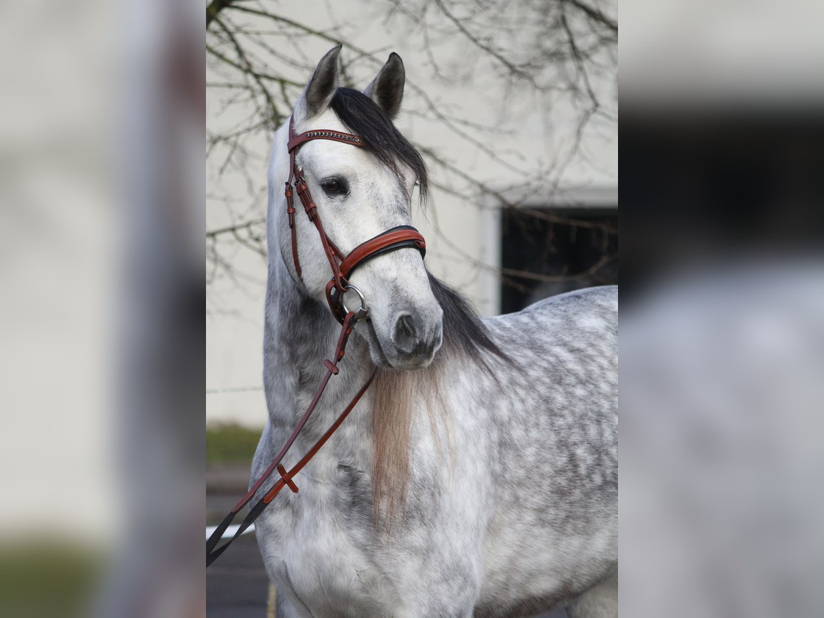 PRE Caballo castrado 6 años 165 cm Tordo in Schwäbisch Gmünd