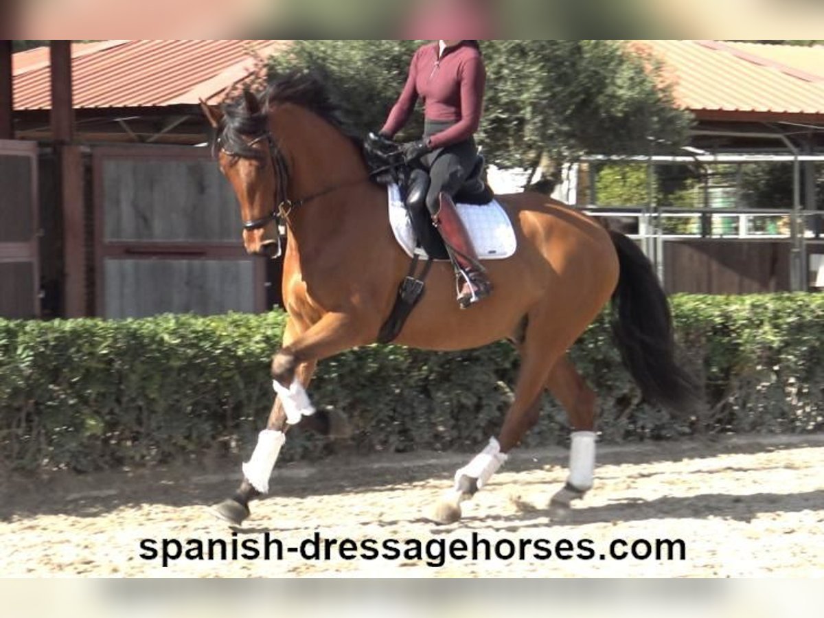 PRE Mestizo Caballo castrado 6 años 166 cm Castaño in Barcelona