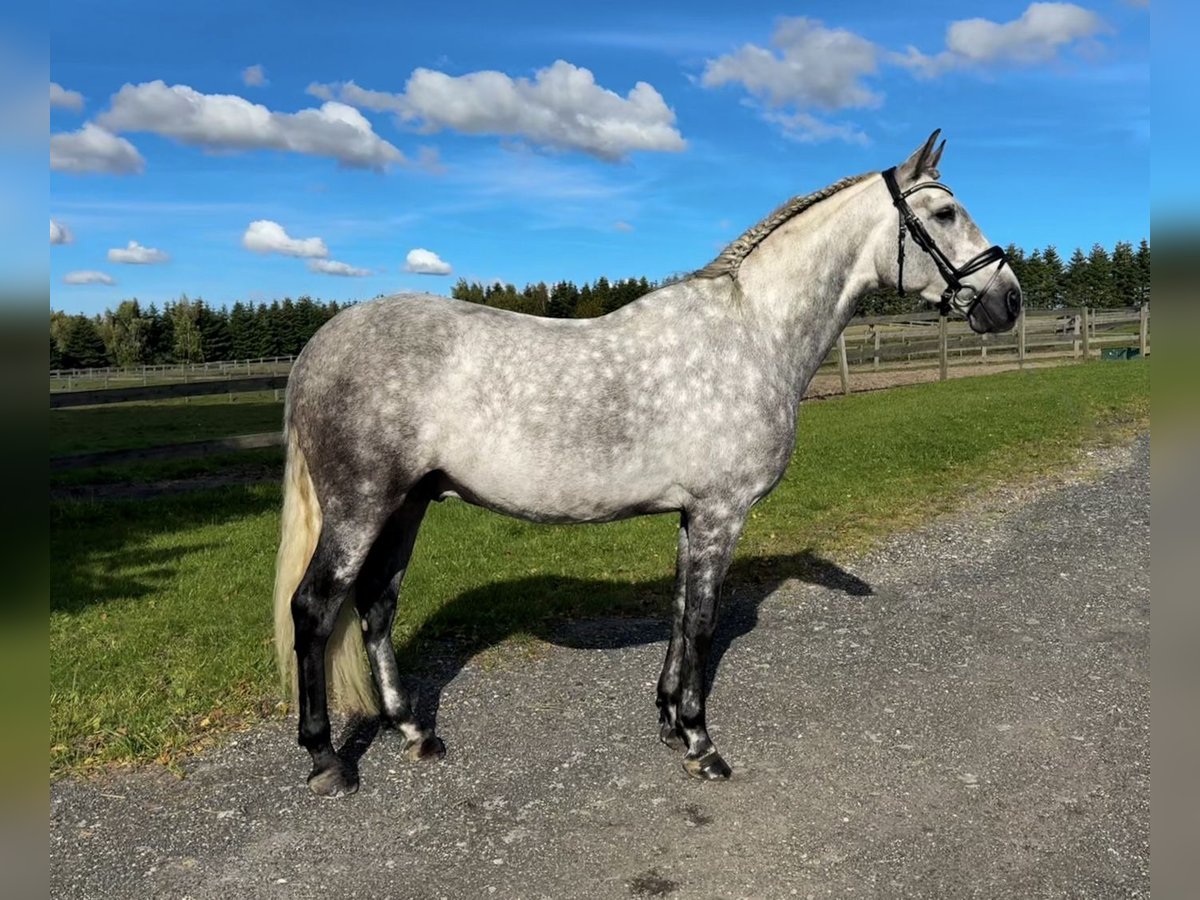 PRE Mestizo Caballo castrado 6 años 166 cm Tordo in Fredensborg