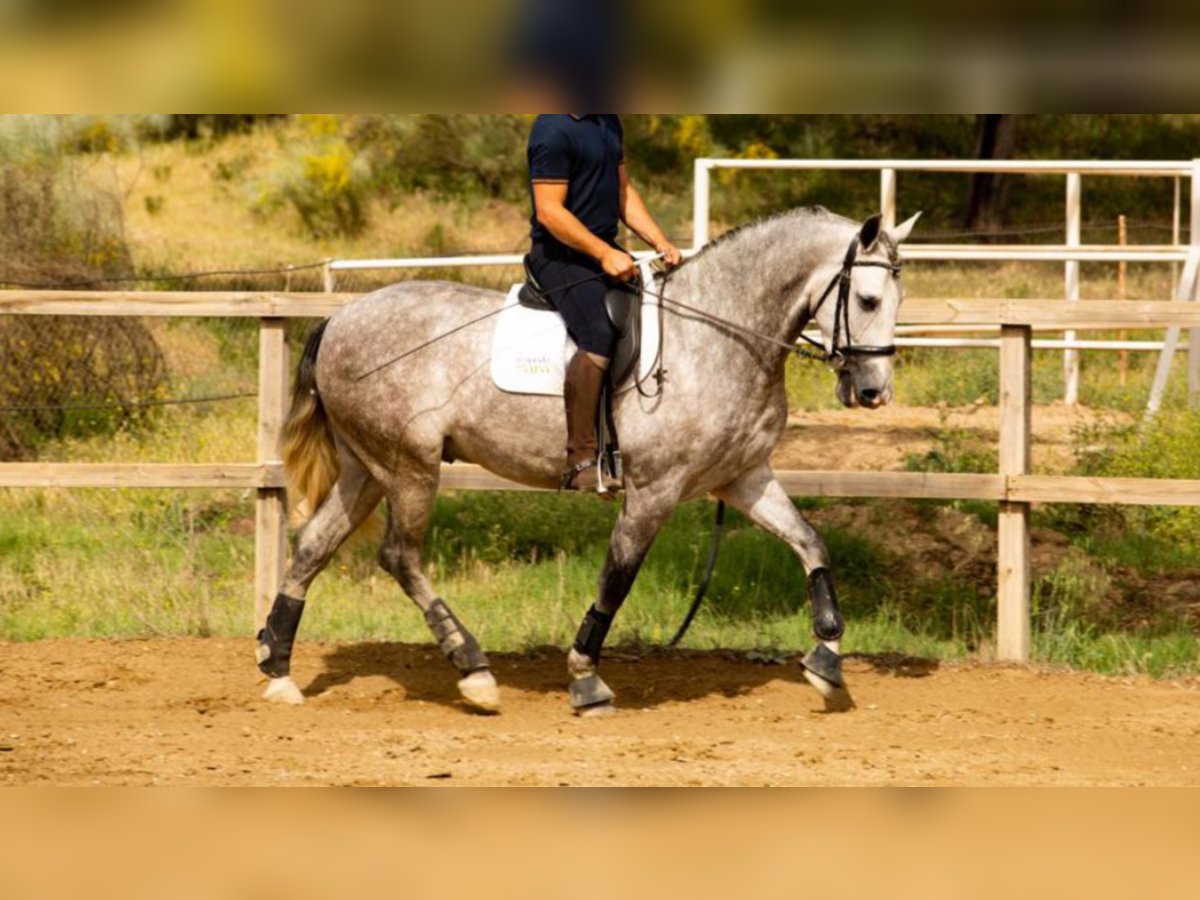 PRE Mestizo Caballo castrado 6 años 166 cm Tordo in NAVAS DEL MADRONO