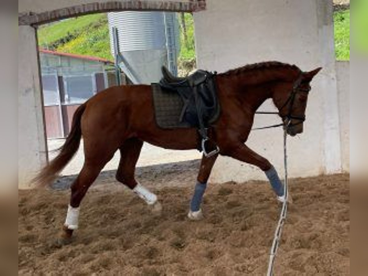 PRE Mestizo Caballo castrado 6 años 167 cm Alazán-tostado in Gijon