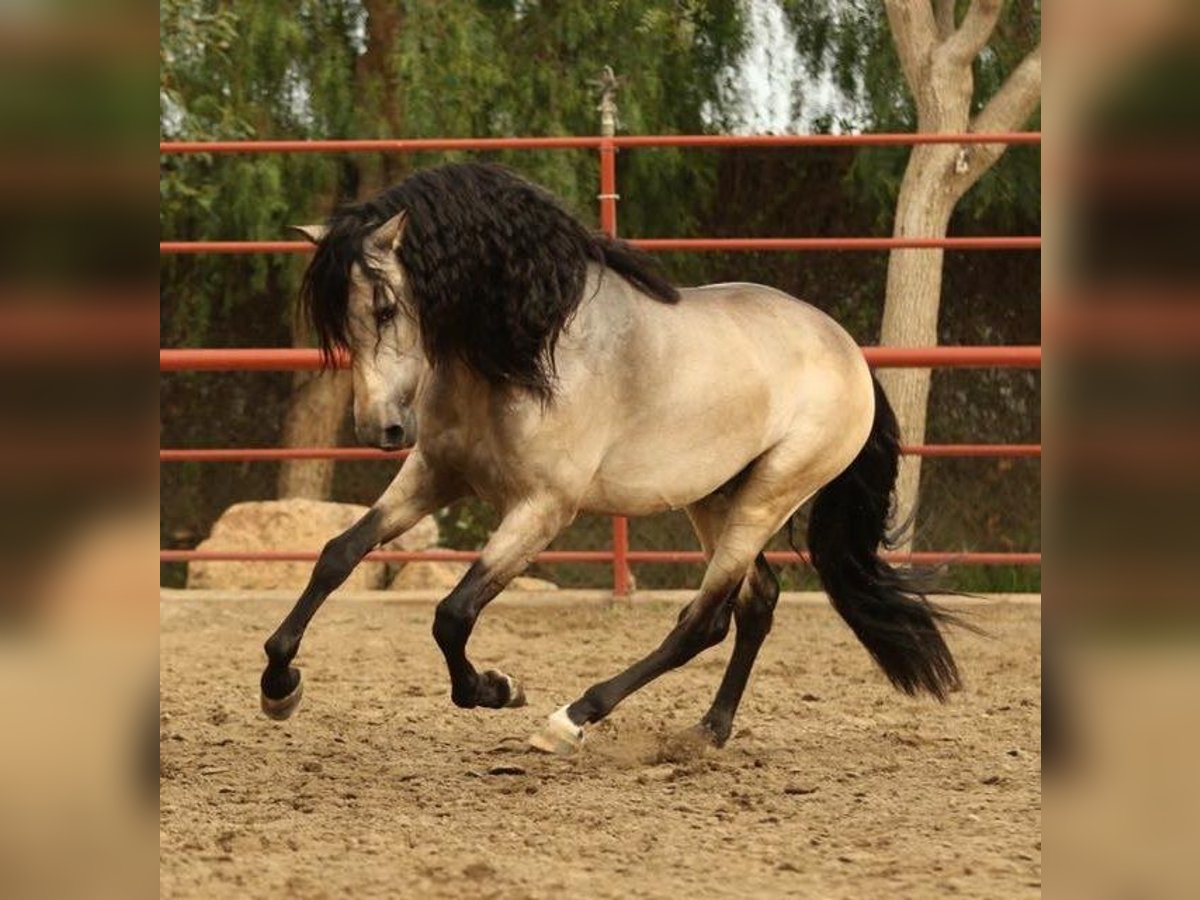 PRE Mestizo Caballo castrado 6 años 167 cm Buckskin/Bayo in Mülheim an der Ruhr