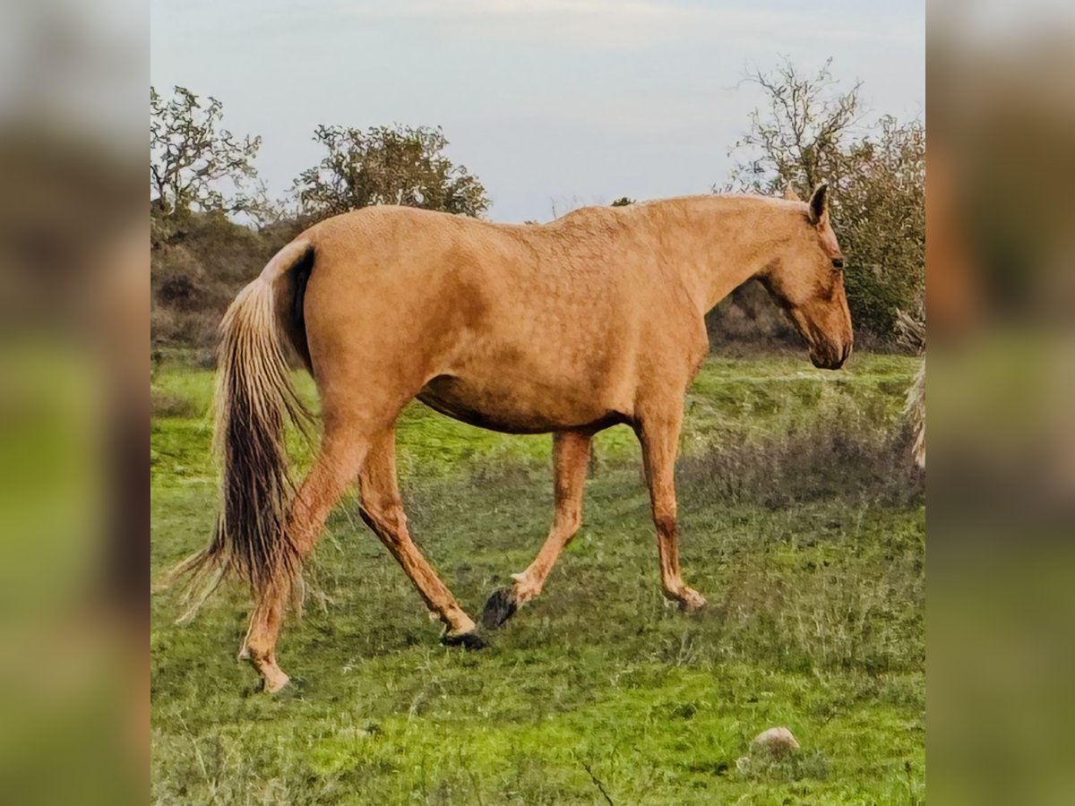 PRE Mestizo Caballo castrado 6 años 167 cm Palomino in Talayuela