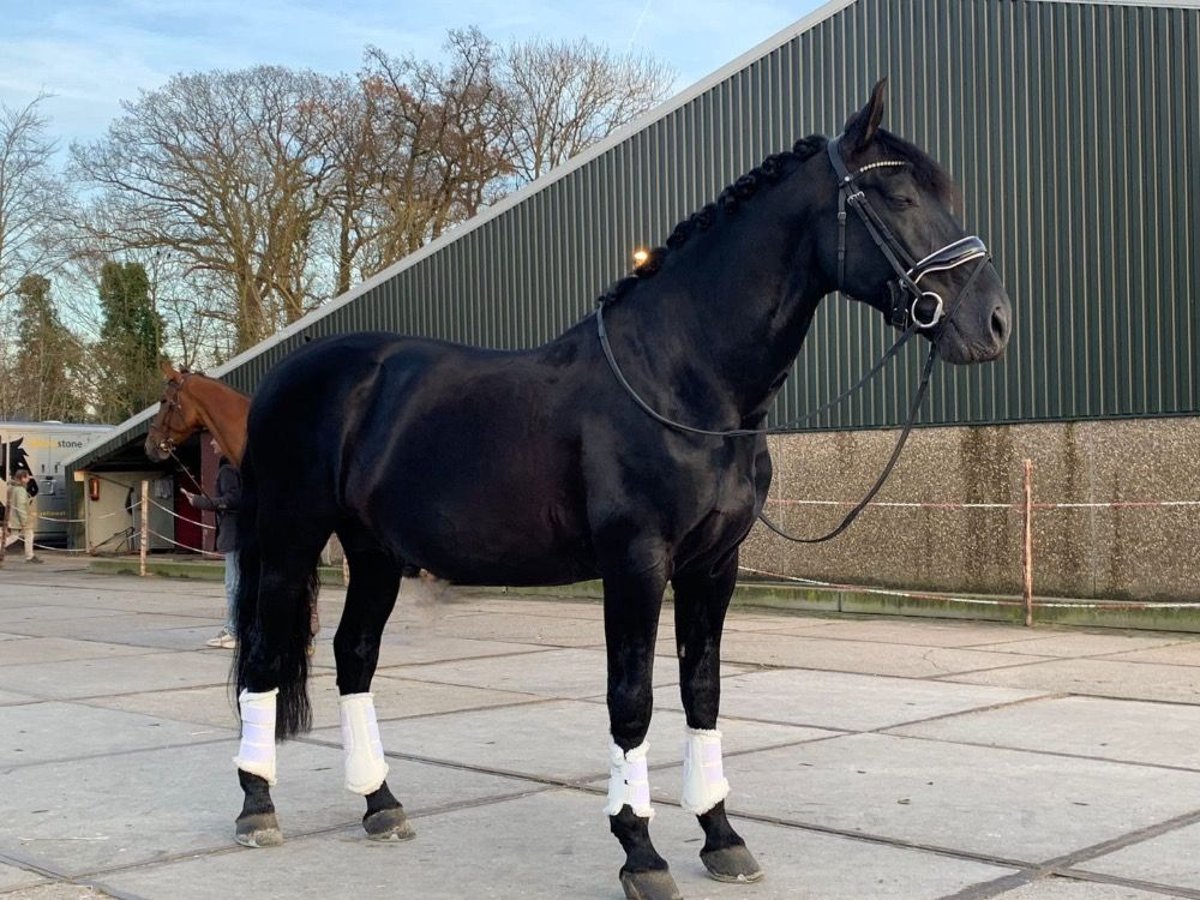 PRE Mestizo Caballo castrado 6 años 168 cm Negro in Polling