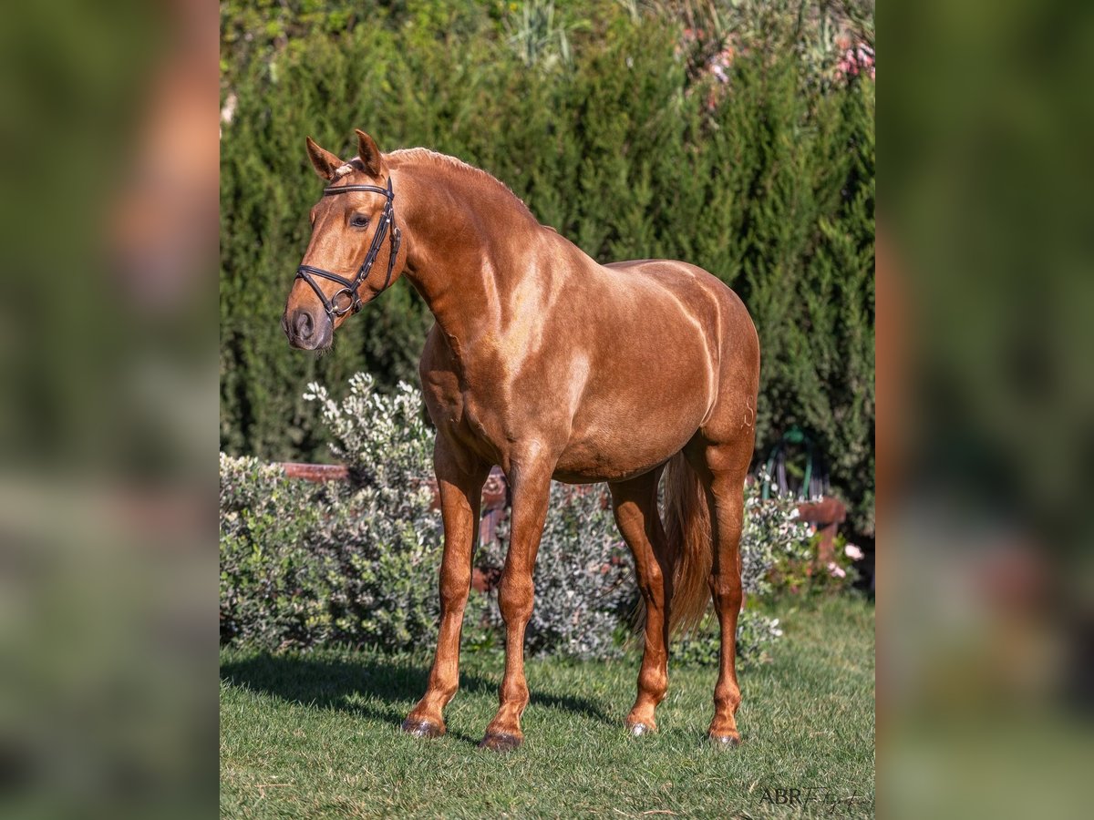 PRE Mestizo Caballo castrado 6 años 168 cm Palomino in Martfeld