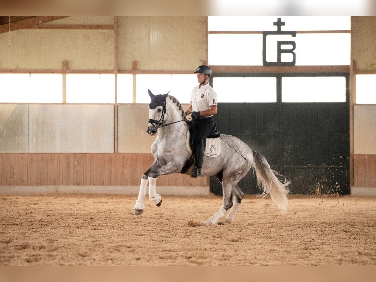 PRE Caballo castrado 6 años 168 cm Tordo in Ventosa Del Rio Almar