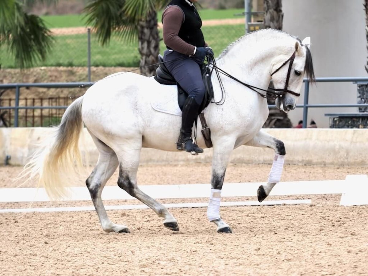 PRE Mestizo Caballo castrado 6 años 169 cm Tordo in Navas Del Madroño