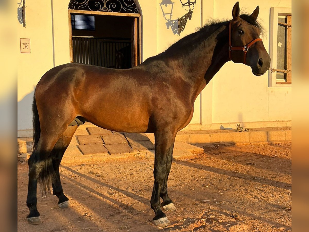 PRE Mestizo Caballo castrado 6 años 170 cm Castaño in Malaga