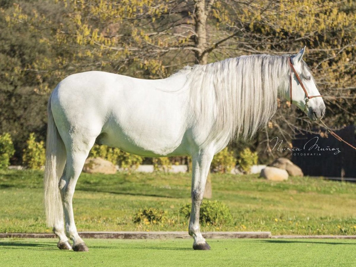 PRE Mestizo Caballo castrado 6 años 170 cm Tordo in NAVAS DEL MADRONO