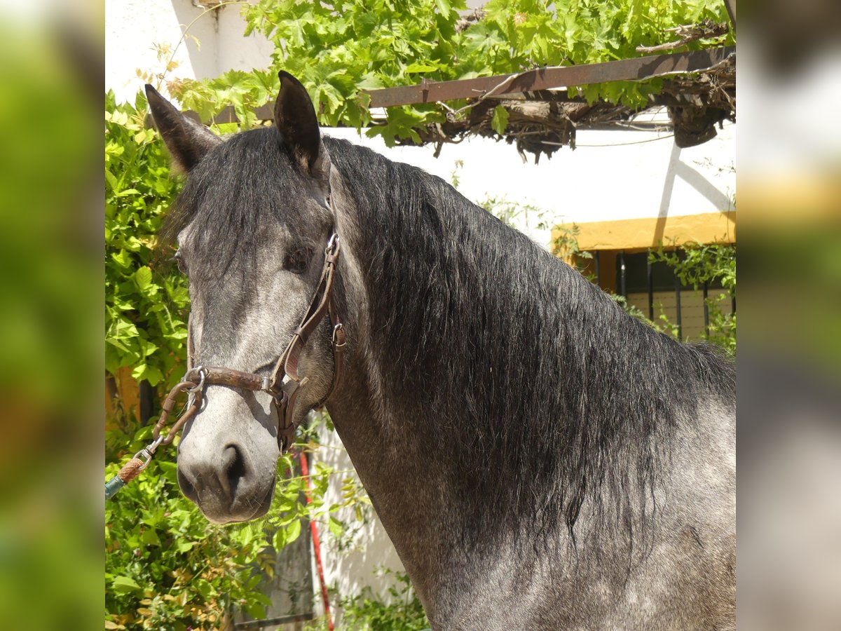 PRE Mestizo Caballo castrado 6 años 171 cm Tordo in Sevilla