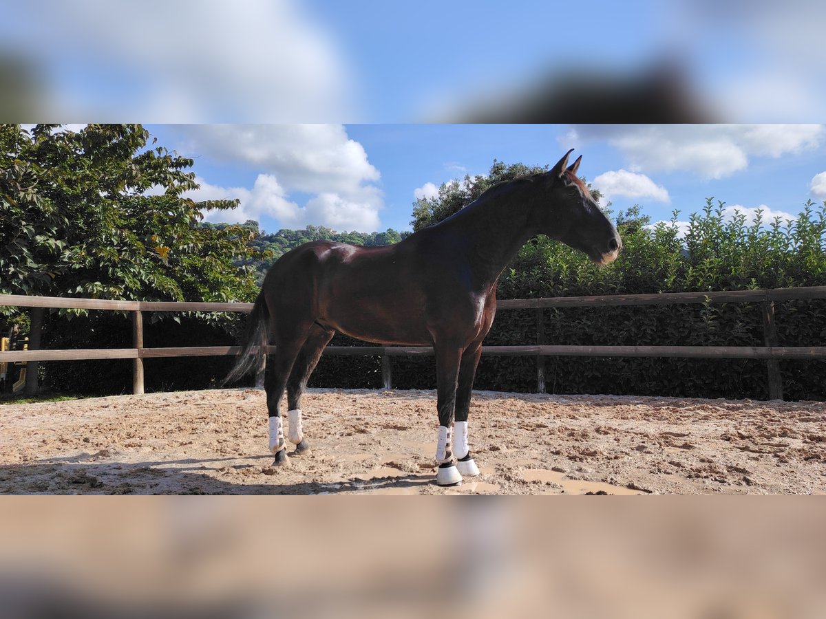 PRE Mestizo Caballo castrado 6 años 175 cm Negro in Santa Maria De Palautordera