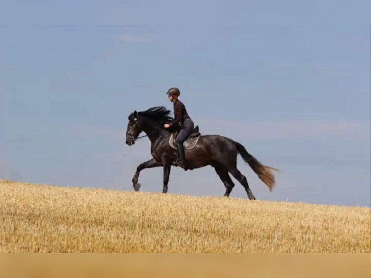 PRE Caballo castrado 6 años 175 cm Tordo in Schöneck