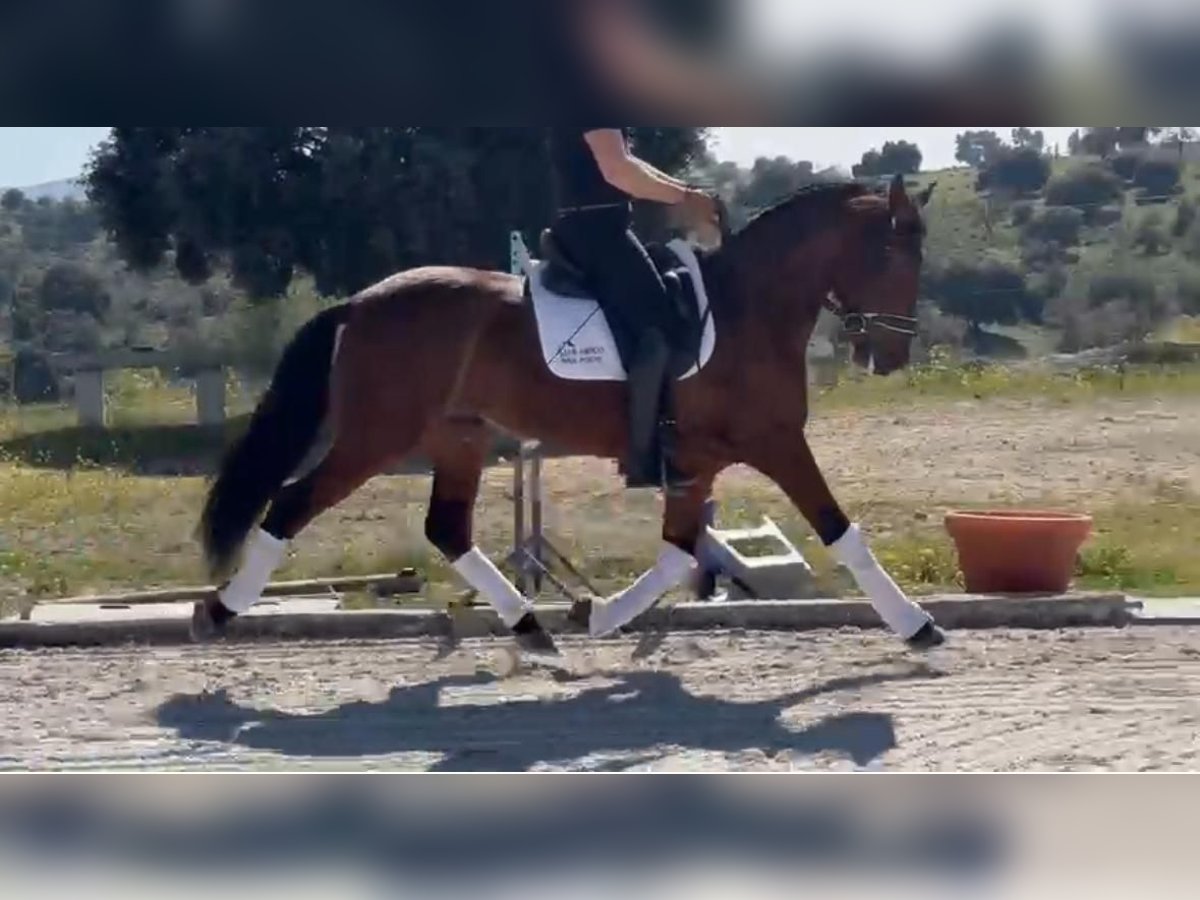 PRE Mestizo Caballo castrado 7 años 159 cm Castaño rojizo in Toledo