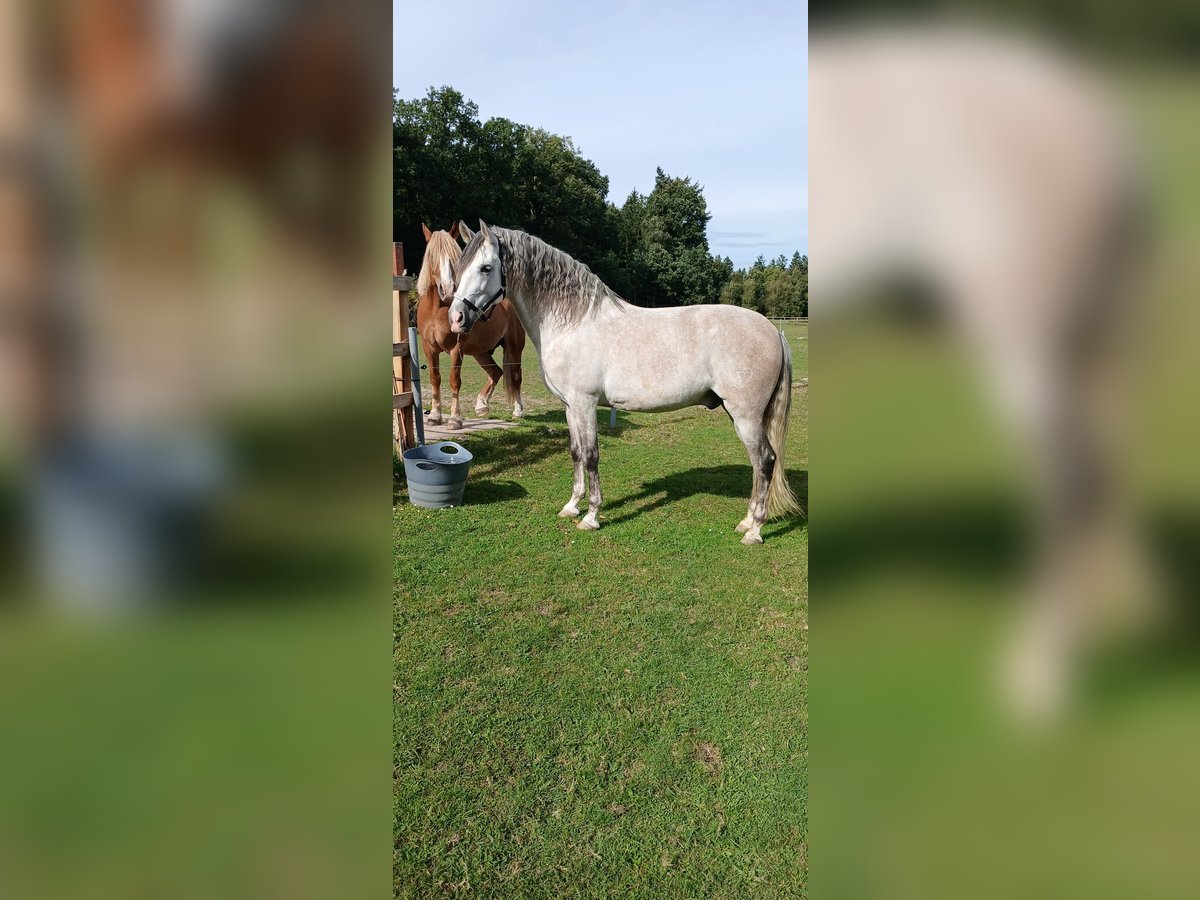 PRE Mestizo Caballo castrado 7 años 161 cm Tordo in Visselh&#xF6;vede