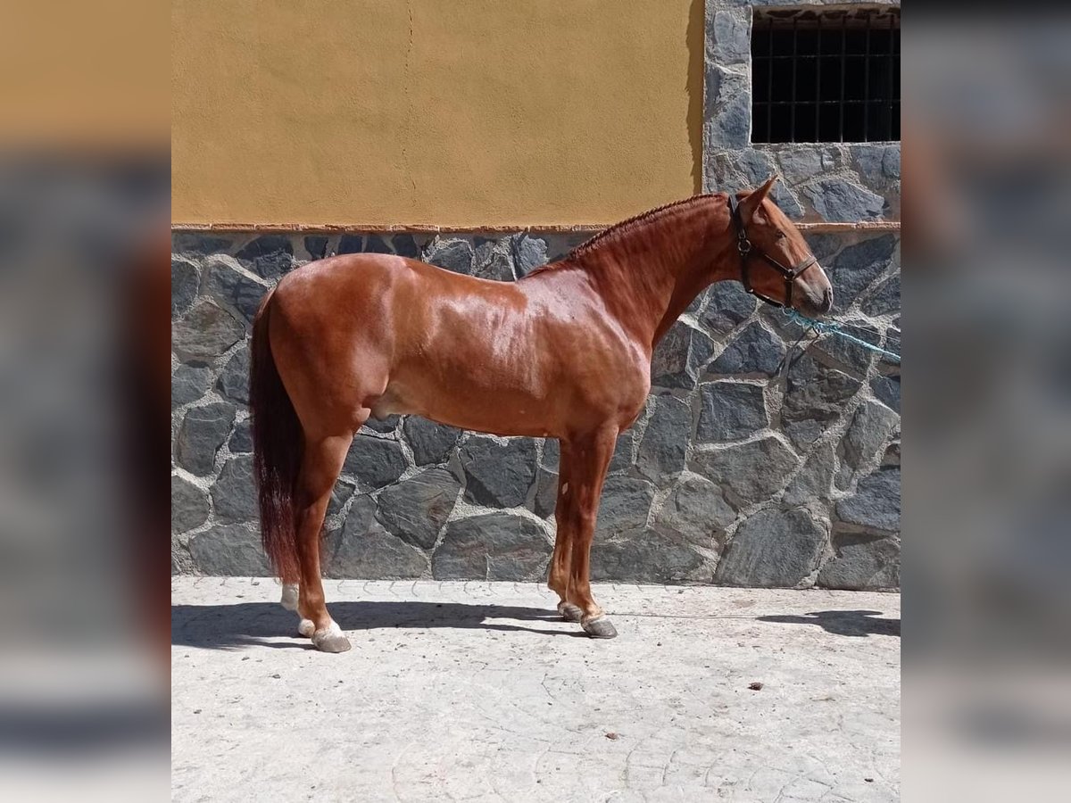 PRE Mestizo Caballo castrado 7 años 162 cm Alazán in San javier
