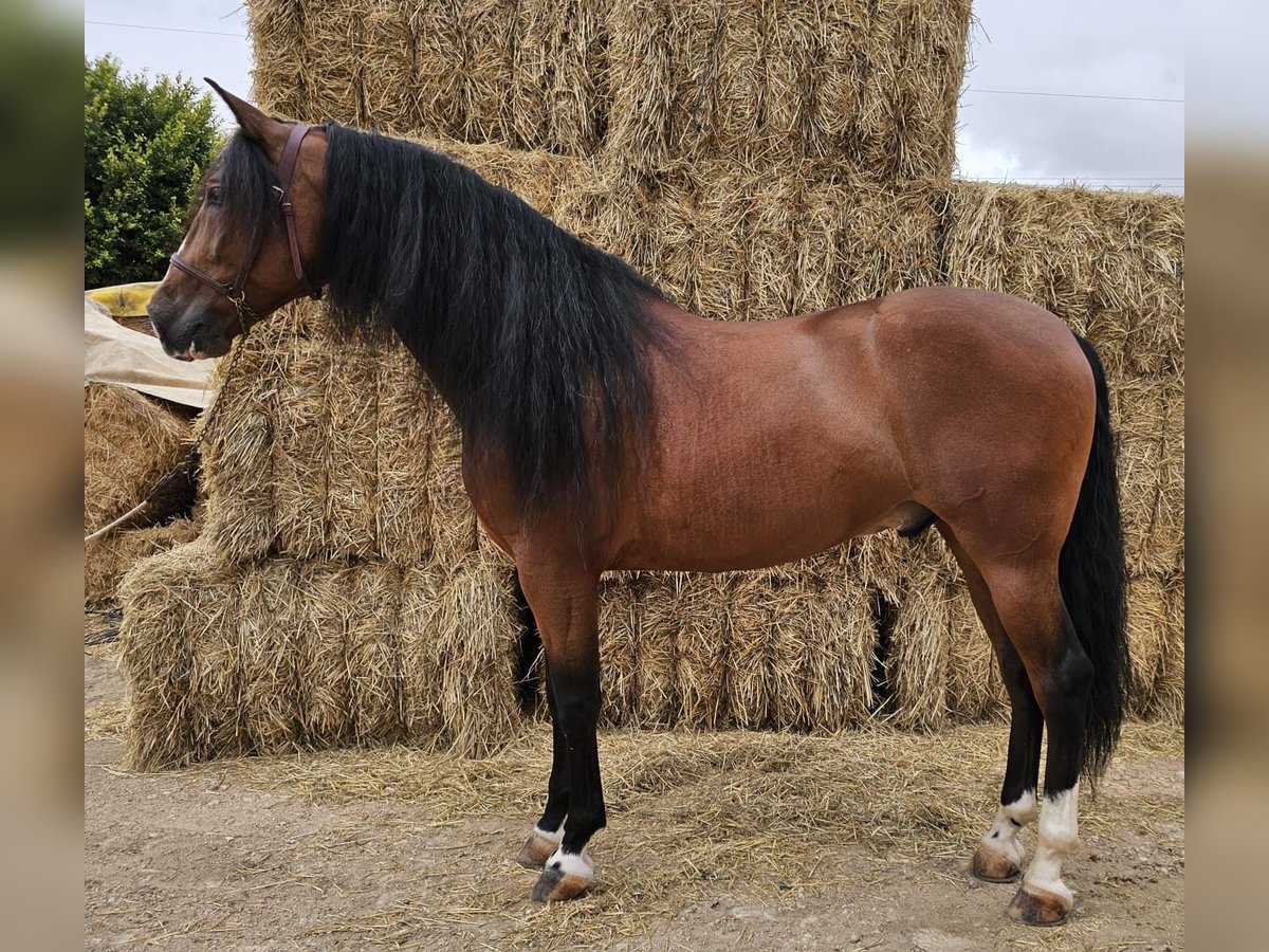 PRE Caballo castrado 7 años 162 cm Castaño in San Javier