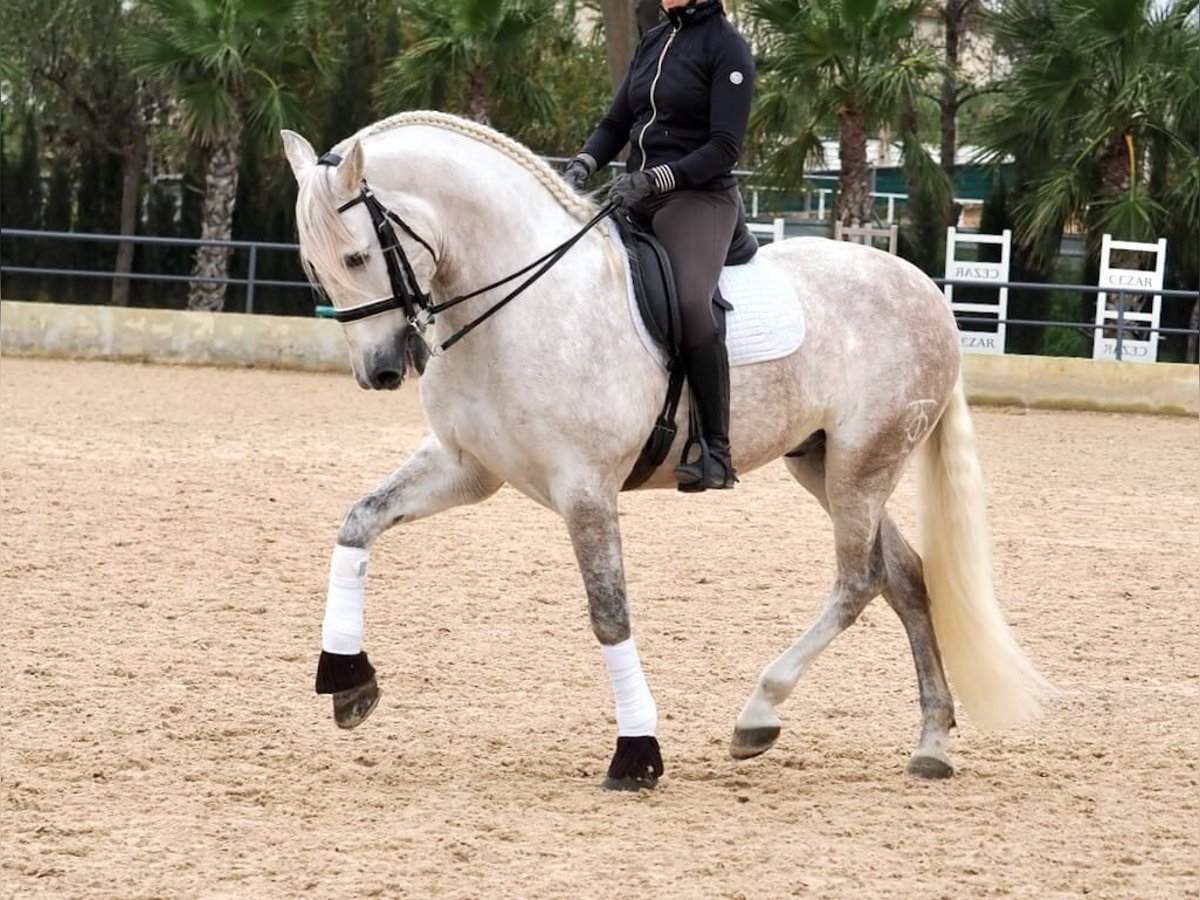 PRE Mestizo Caballo castrado 7 años 162 cm Tordo in Navas Del Madroño