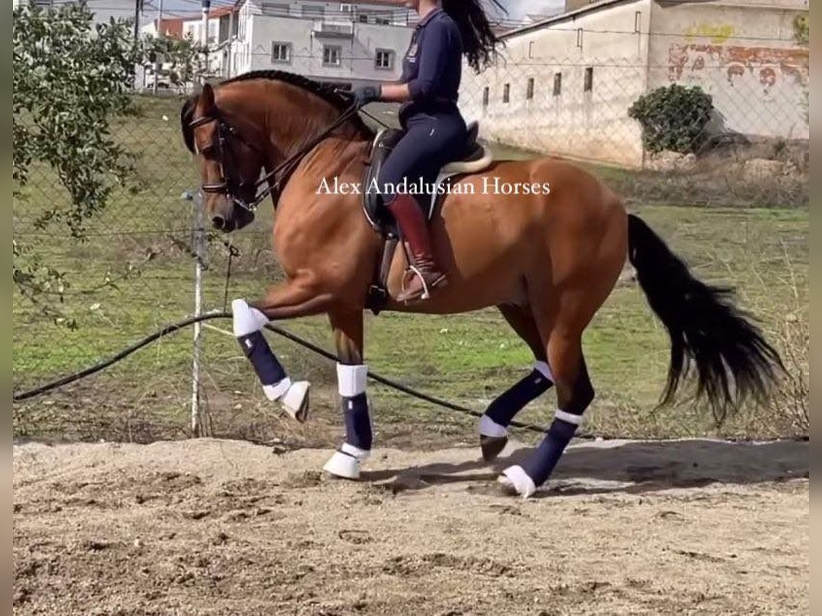 PRE Mestizo Caballo castrado 7 años 163 cm Castaño in Sevilla