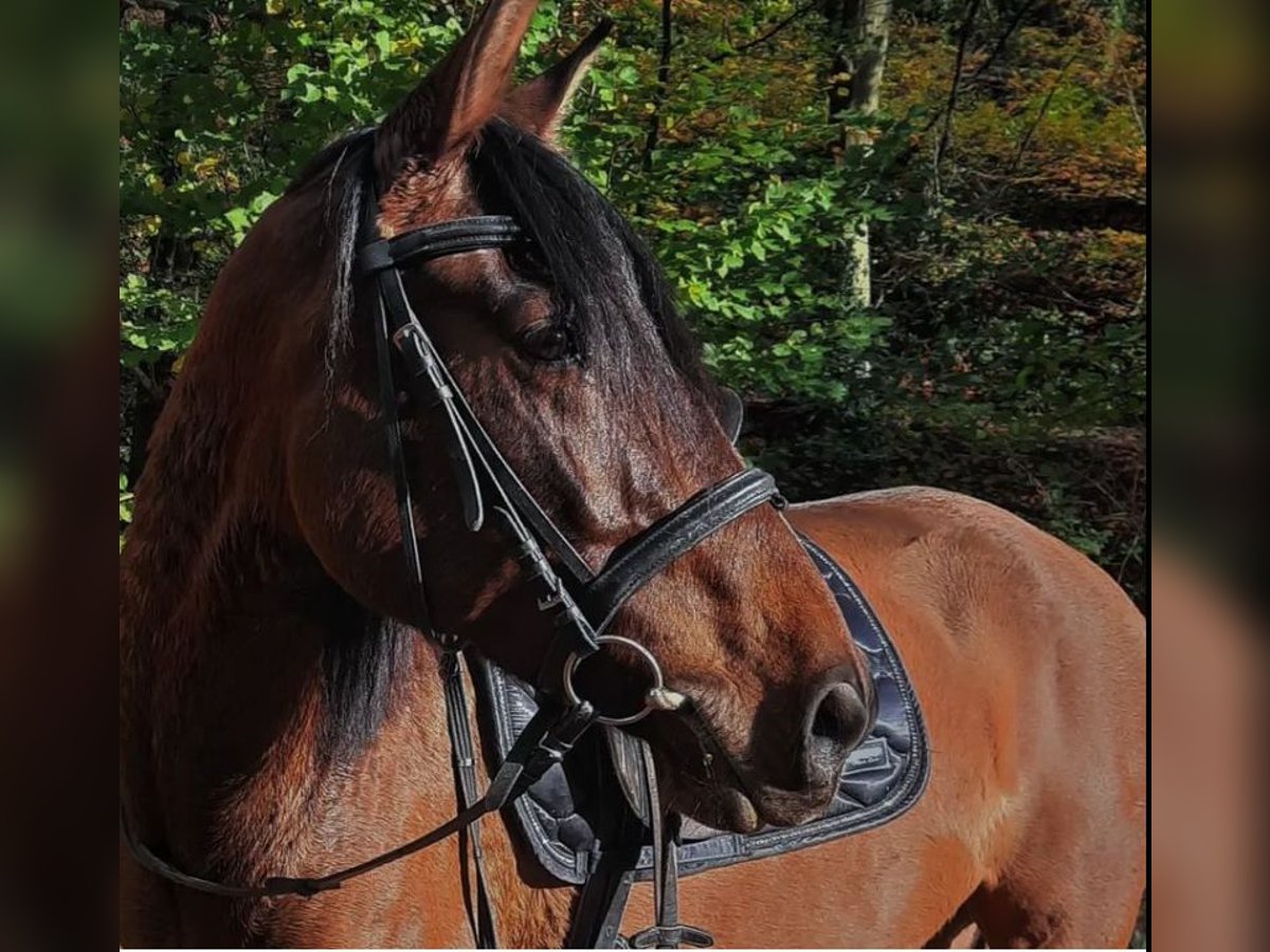 PRE Caballo castrado 7 años 163 cm Castaño in Sachsenheim