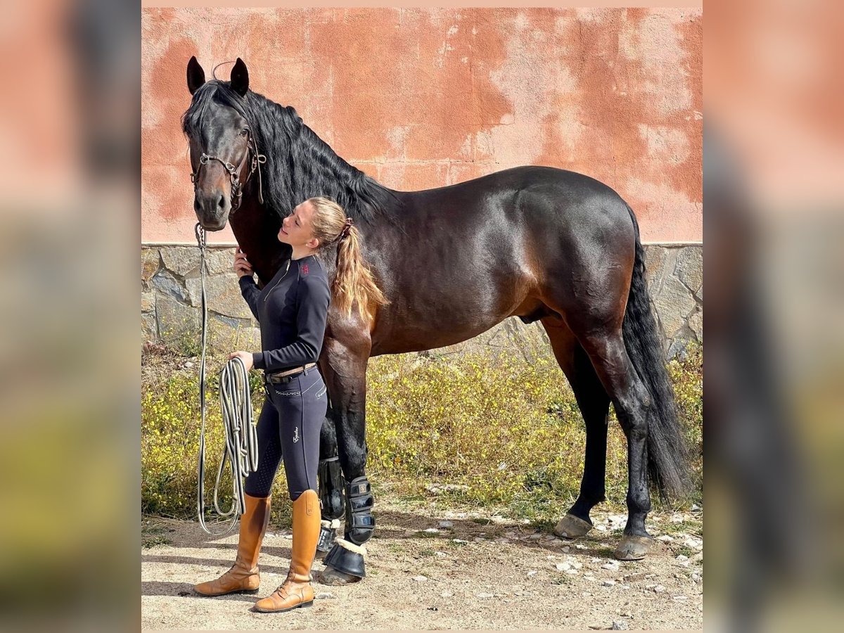 PRE Mestizo Caballo castrado 7 años 163 cm Castaño oscuro in Fresnedillas De La Oliva