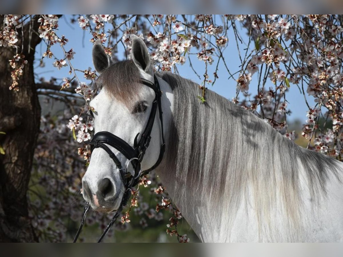 PRE Mestizo Caballo castrado 7 años 163 cm Tordo in Barcelona