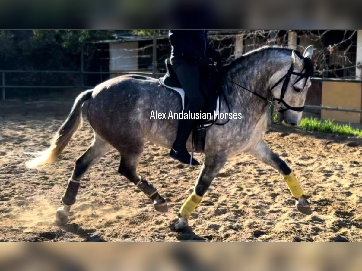 PRE Mestizo Caballo castrado 7 años 163 cm Tordo in Sevilla