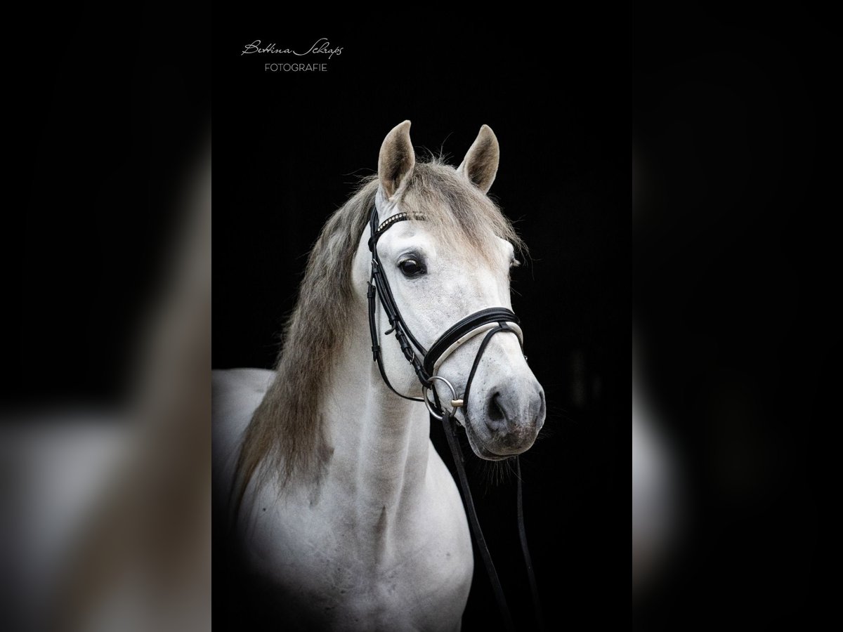 PRE Mestizo Caballo castrado 7 años 163 cm Tordo in Herbstein