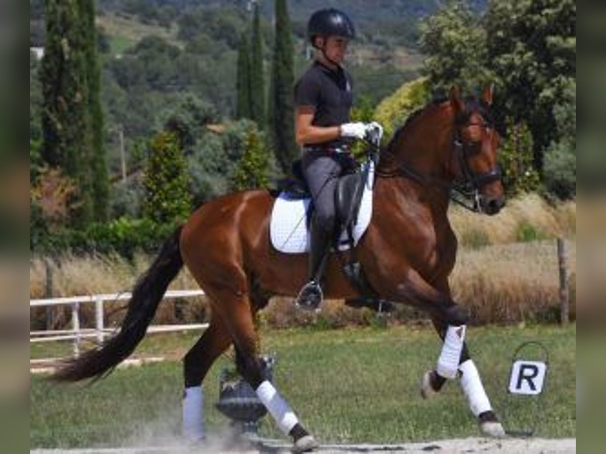 PRE Mestizo Caballo castrado 7 años 164 cm Castaño rojizo in BARCELONA