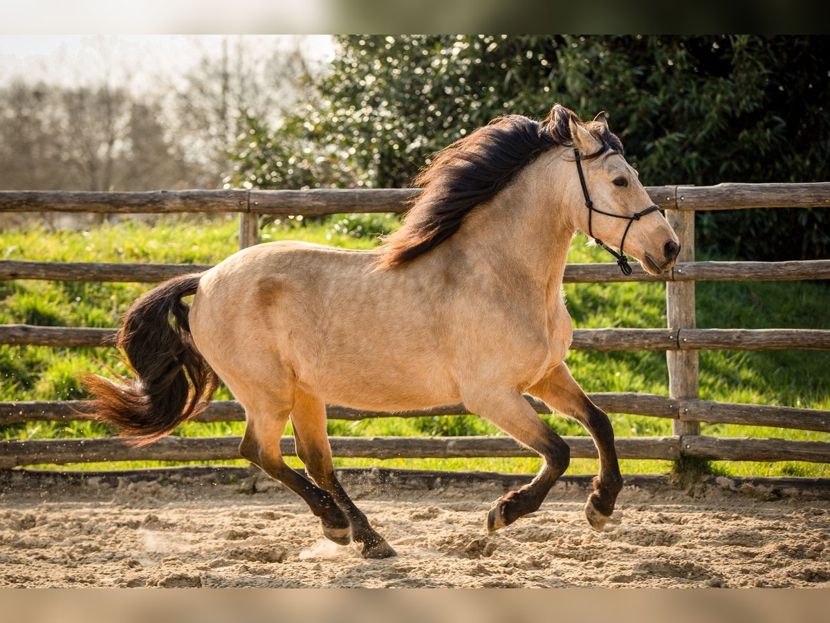 PRE Mestizo Caballo castrado 7 años 165 cm Bayo in Le Mans