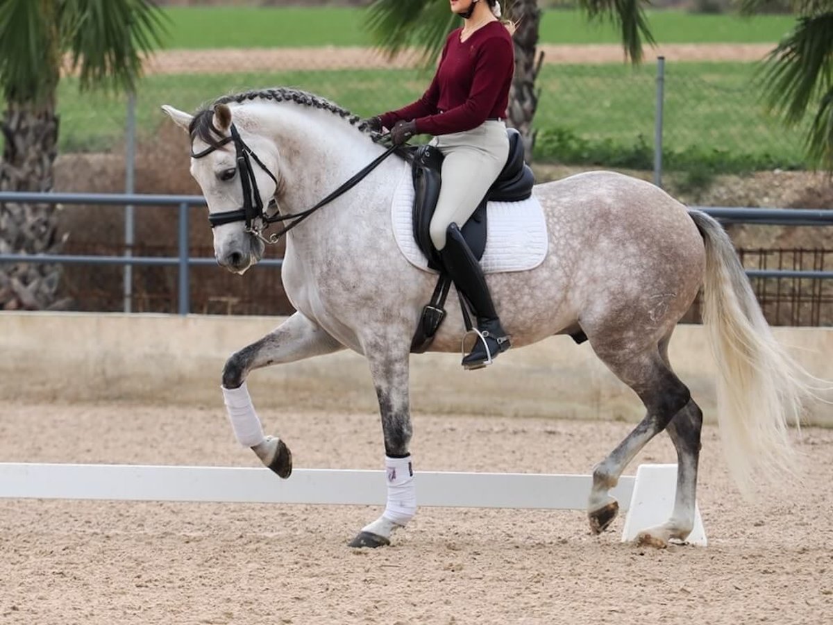 PRE Mestizo Caballo castrado 7 años 166 cm Tordo in Navas Del Madroño