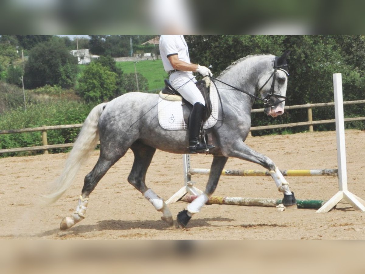 PRE Mestizo Caballo castrado 7 años 166 cm Tordo in NAVAS DEL MADRONO