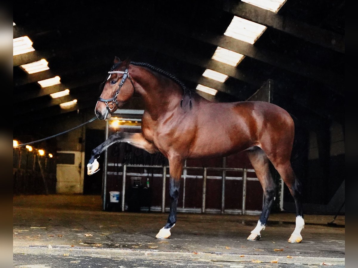 PRE Caballo castrado 7 años 167 cm Castaño rojizo in Heuvelland