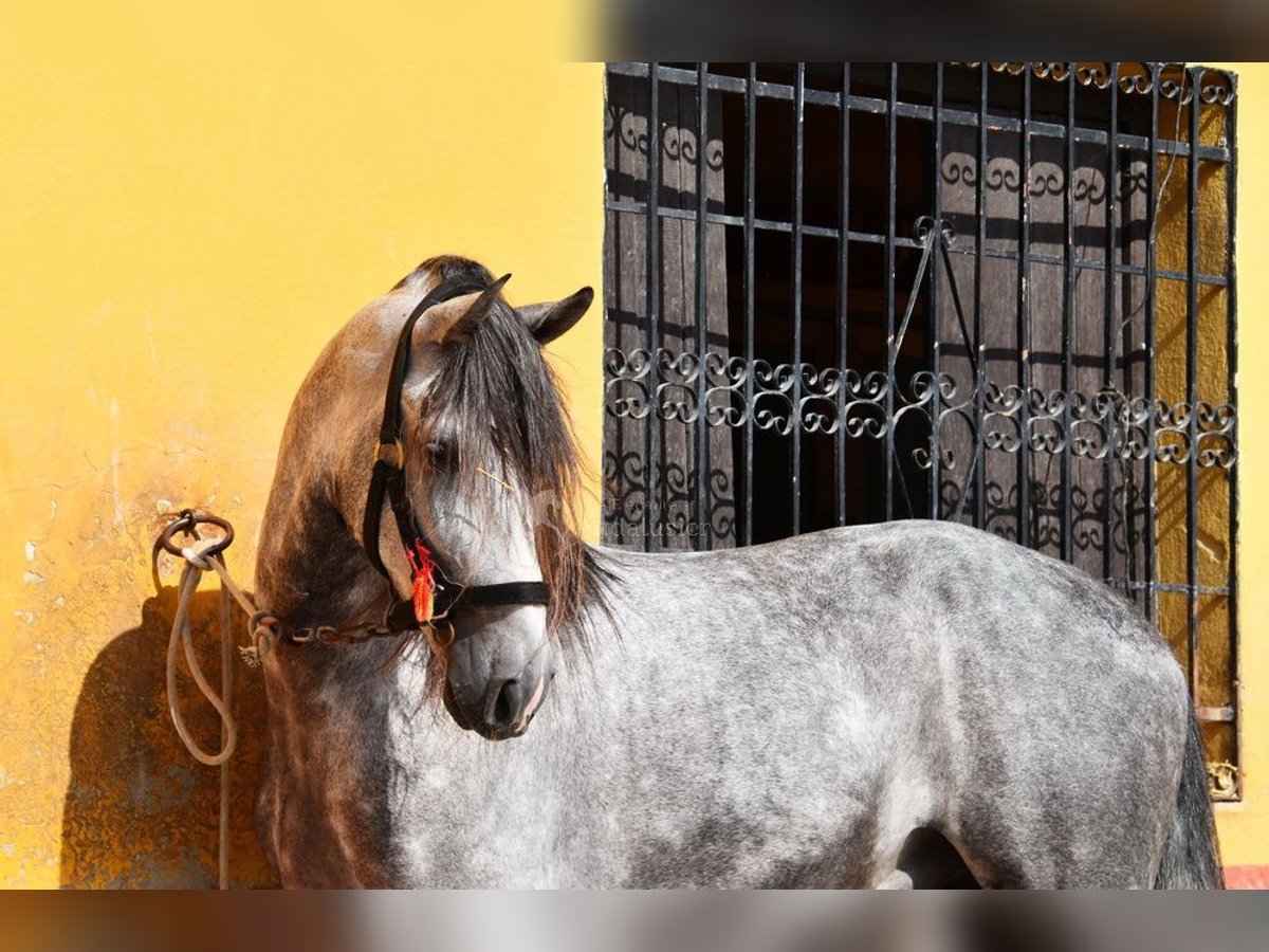 PRE Caballo castrado 7 años 167 cm Tordo in Provinz Malaga