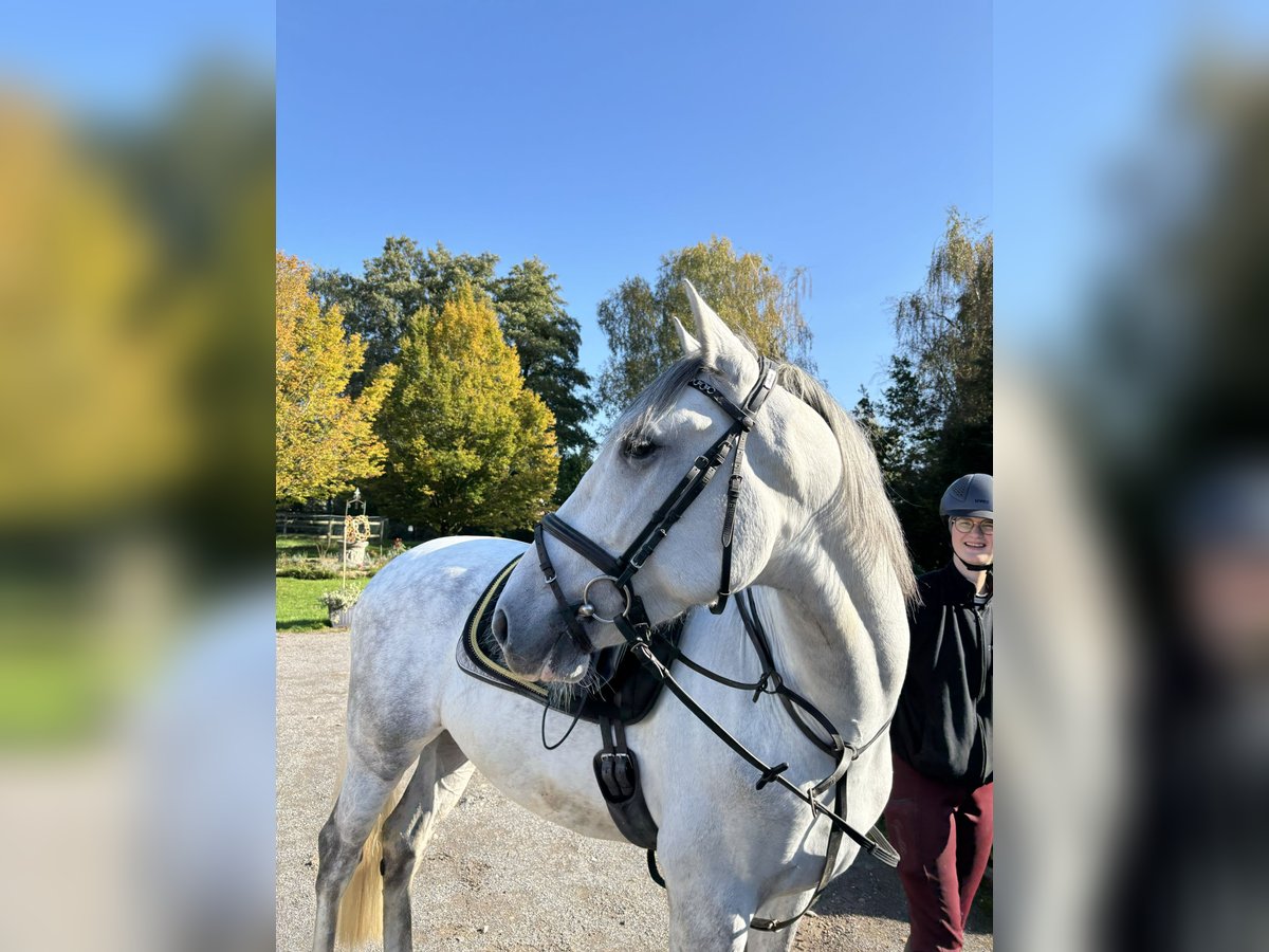 PRE Mestizo Caballo castrado 7 años 167 cm Tordo rodado in HassendorfSottrum