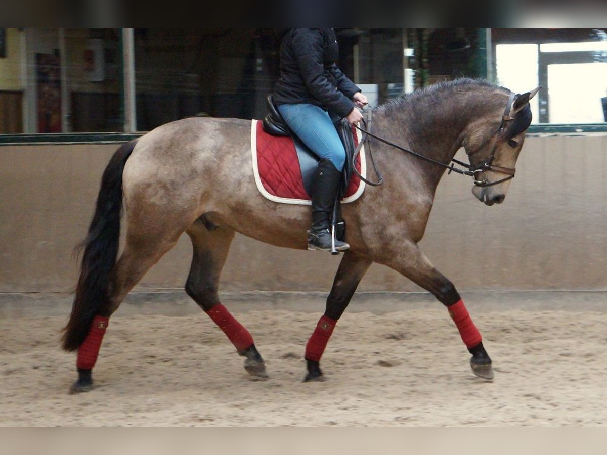 PRE Mestizo Caballo castrado 7 años 169 cm Buckskin/Bayo in Beinhausen