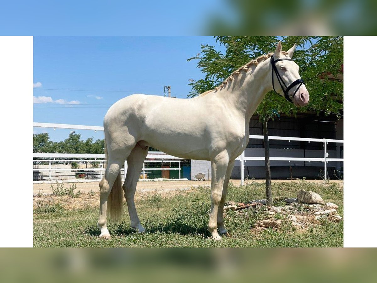 PRE Mestizo Caballo castrado 7 años 169 cm Perlino in NAVAS DEL MADRONO