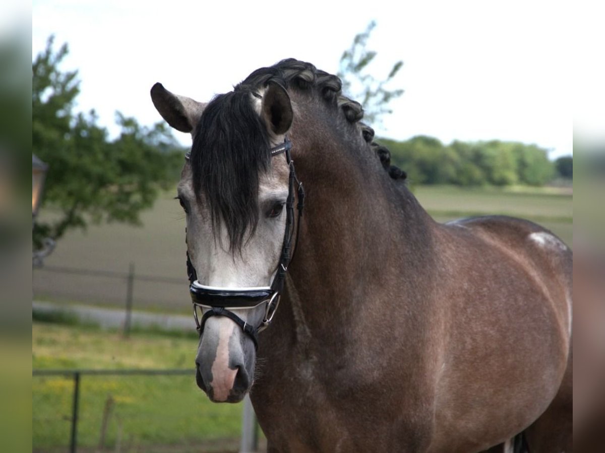PRE Mestizo Caballo castrado 7 años 170 cm Tordo rodado in Wittlich