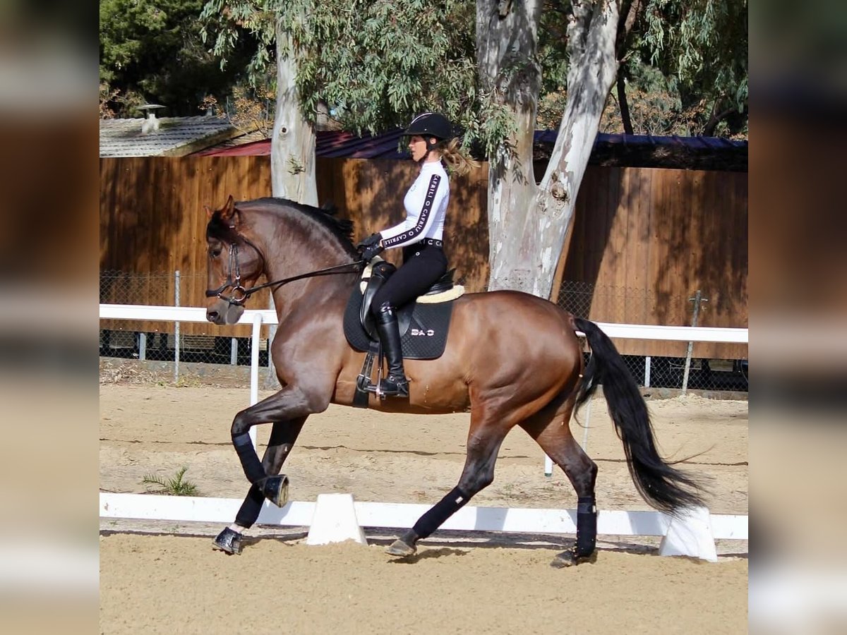 PRE Caballo castrado 7 años 173 cm Castaño rojizo in Sevilla