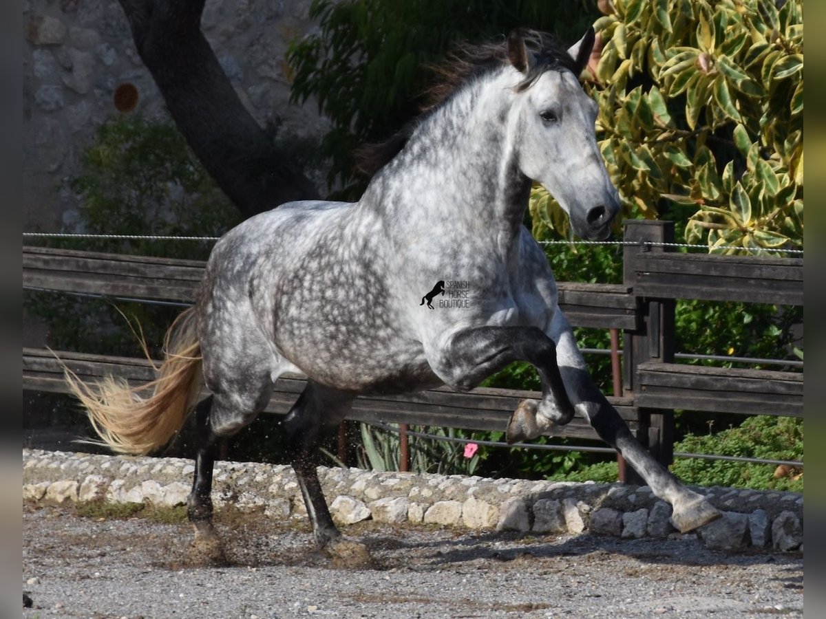 PRE Mestizo Caballo castrado 7 años 177 cm Tordo in Mallorca