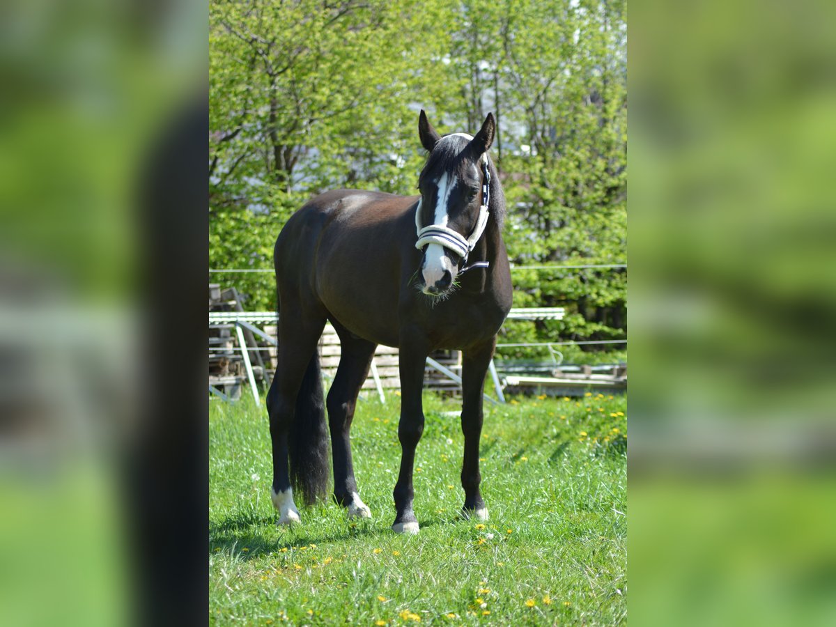 PRE Caballo castrado 8 años 152 cm Morcillo in Bad Harzburg Eckertal