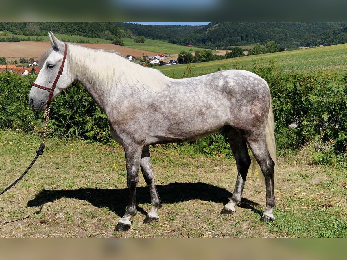 PRE Mestizo Caballo castrado 8 años 160 cm in Schimberg